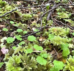 Lagenophora strangulata