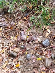 Lampropeltis abnorma