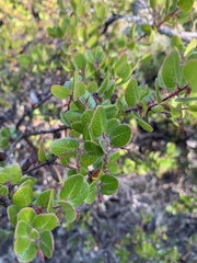 Arctostaphylos nummularia