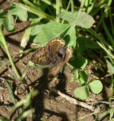Lycaena helle