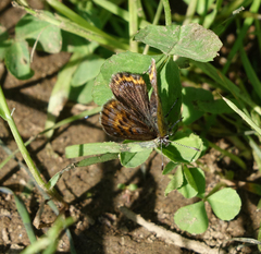 Lycaena helle