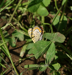 Lycaena helle