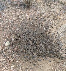 Wedelia hispida