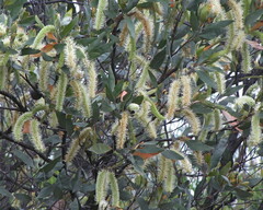 Acacia leiocalyx