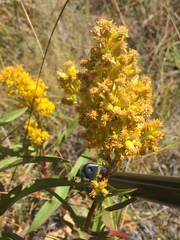 Solidago spectabilis
