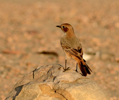 Oenanthe moesta