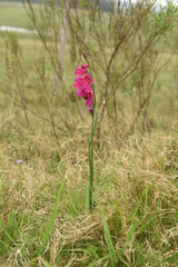 Gladiolus communis byzantinus