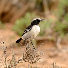 Oenanthe moesta