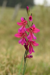 Gladiolus communis byzantinus