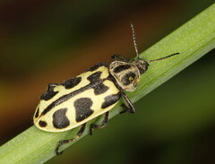 Astylus atromaculatus