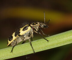 Astylus atromaculatus