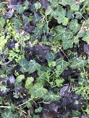 Hedera helix