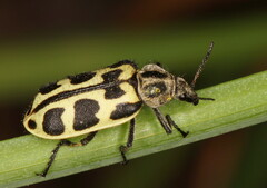Astylus atromaculatus