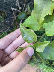 Liriomyza schmidti