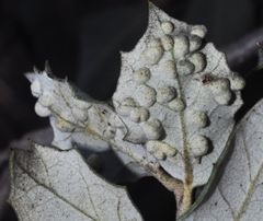 Dryomyia lichtensteinii