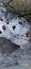Fulica atra