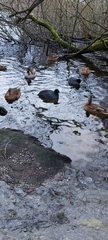 Fulica atra