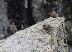 Leucosticte nemoricola