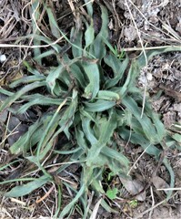 Tradescantia gigantea