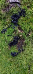Fungi