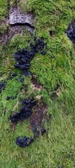 Fungi