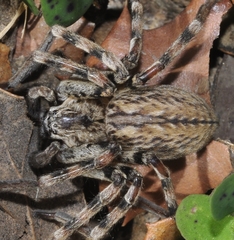 Eusparassus levantinus