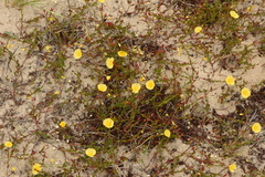 Crocanthemum brasiliense