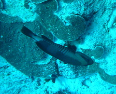 Gracila albomarginata