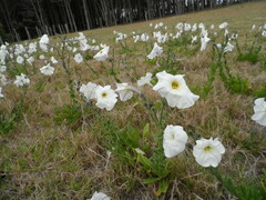 Petunia axillaris