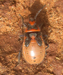 Graptostethus