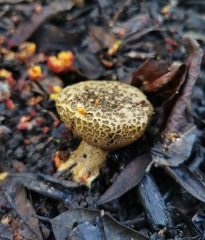 Scleroderma verrucosum