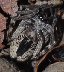 Eusparassus levantinus