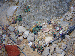 Drymaria holosteoides