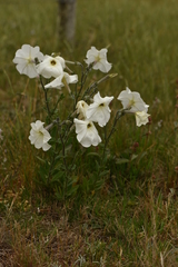 Petunia axillaris