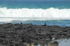 Amblyrhynchus cristatus