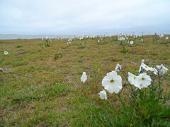 Petunia axillaris