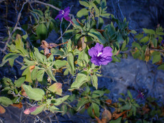 Ruellia californica
