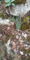 Asphodeline