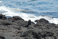 Amblyrhynchus cristatus