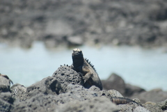 Amblyrhynchus cristatus