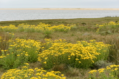 Senecio selloi