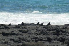 Amblyrhynchus cristatus