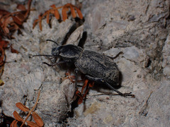 Cryptoglossa variolosa