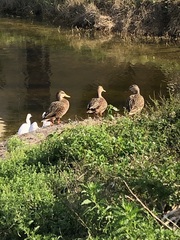 Anas platyrhynchos × fulvigula