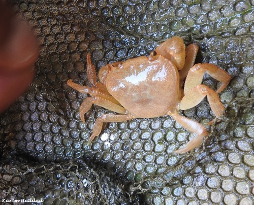 Potamon algeriense