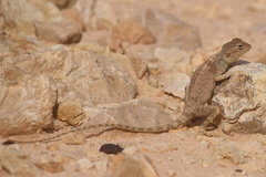 Pseudotrapelus sinaitus