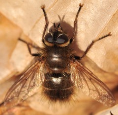Tachina ursina