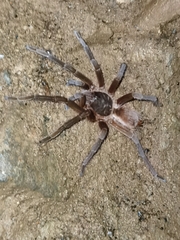 Sericopelma