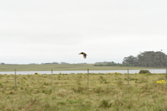 Pseudoleistes virescens