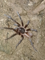 Sericopelma